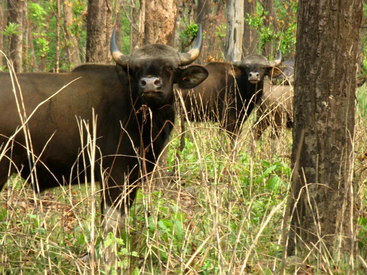 Hotel Rhinoceros-Homestay Sauraha Luaran gambar