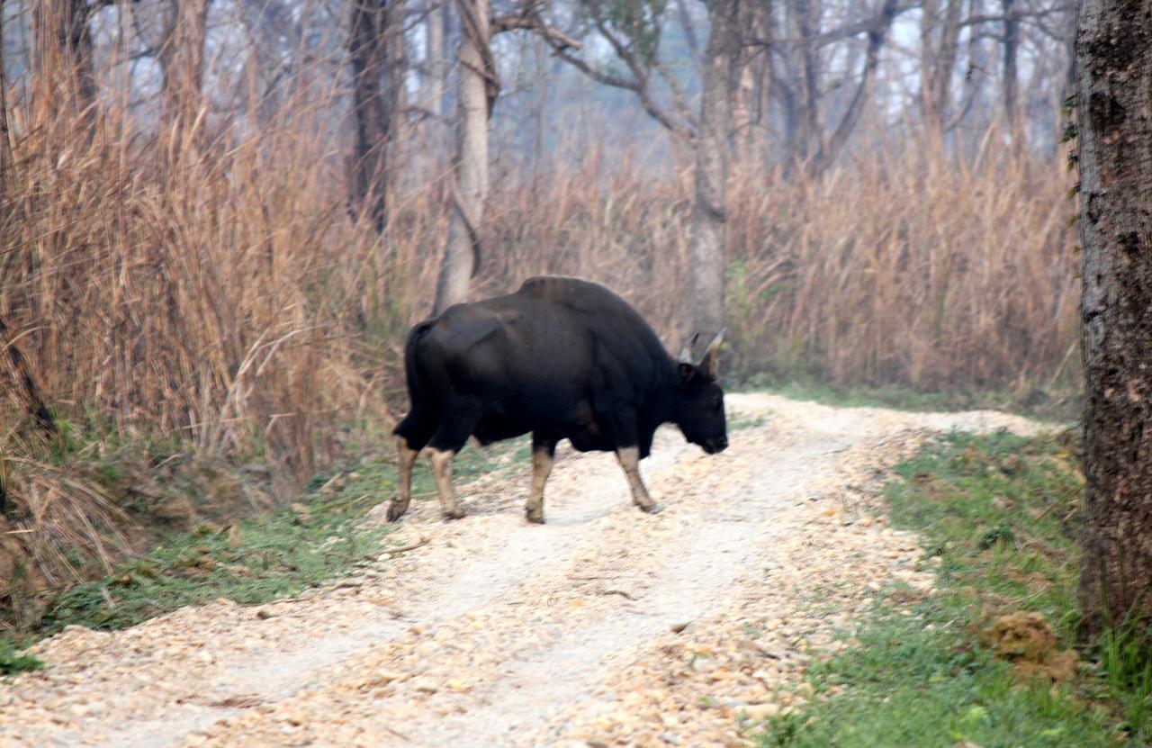 Hotel Rhinoceros-Homestay Sauraha Luaran gambar