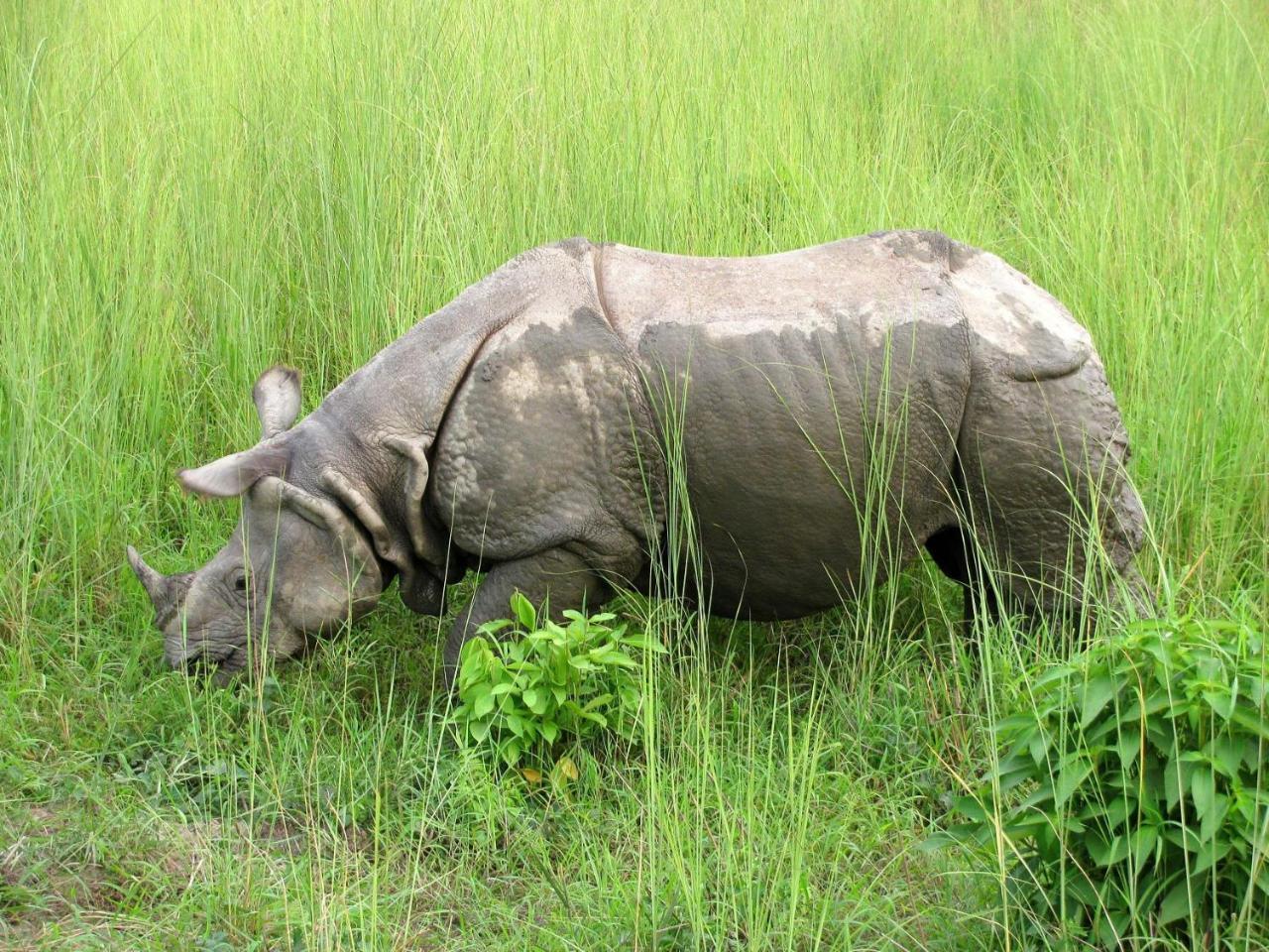 Hotel Rhinoceros-Homestay Sauraha Luaran gambar