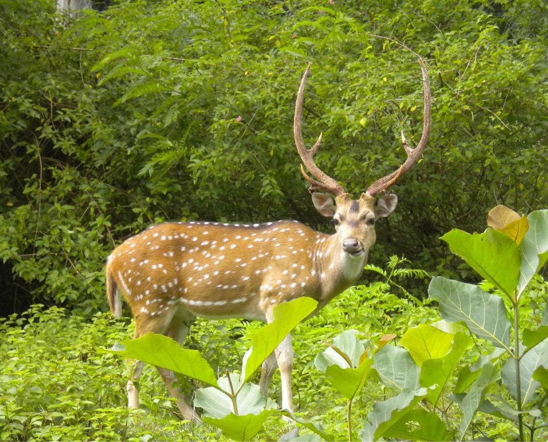 Hotel Rhinoceros-Homestay Sauraha Luaran gambar
