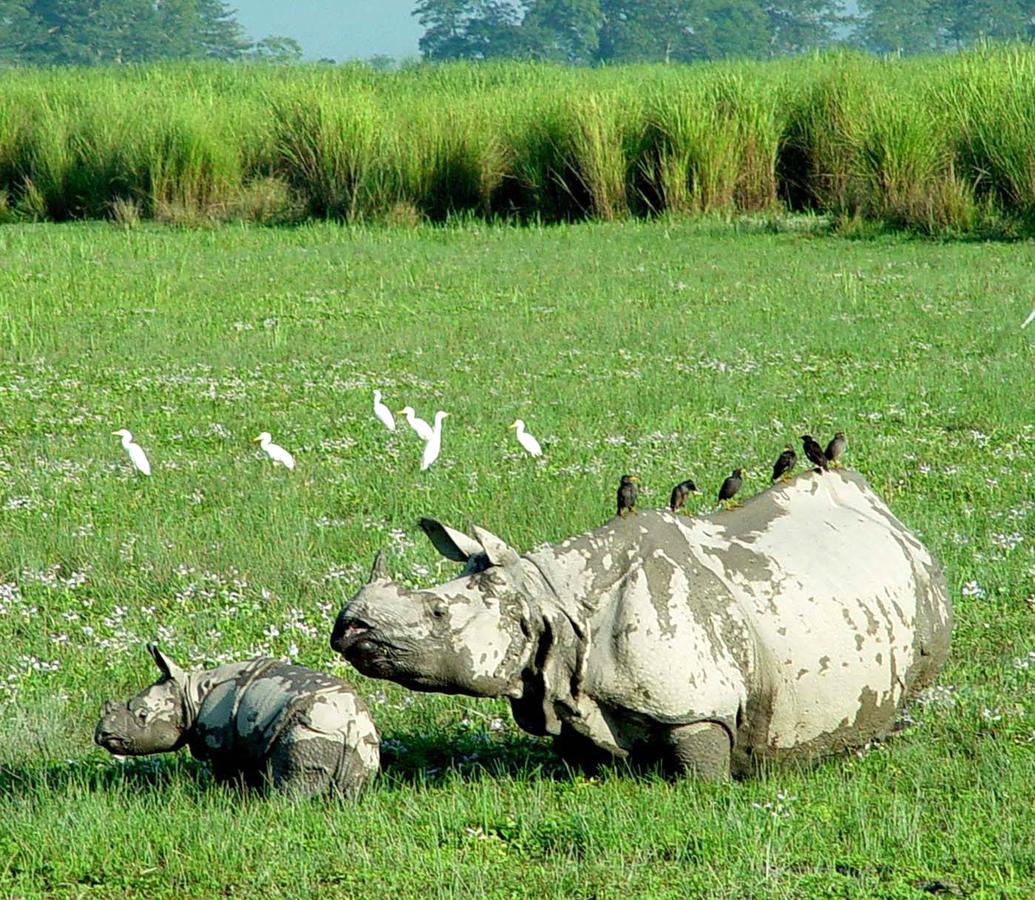 Hotel Rhinoceros-Homestay Sauraha Luaran gambar