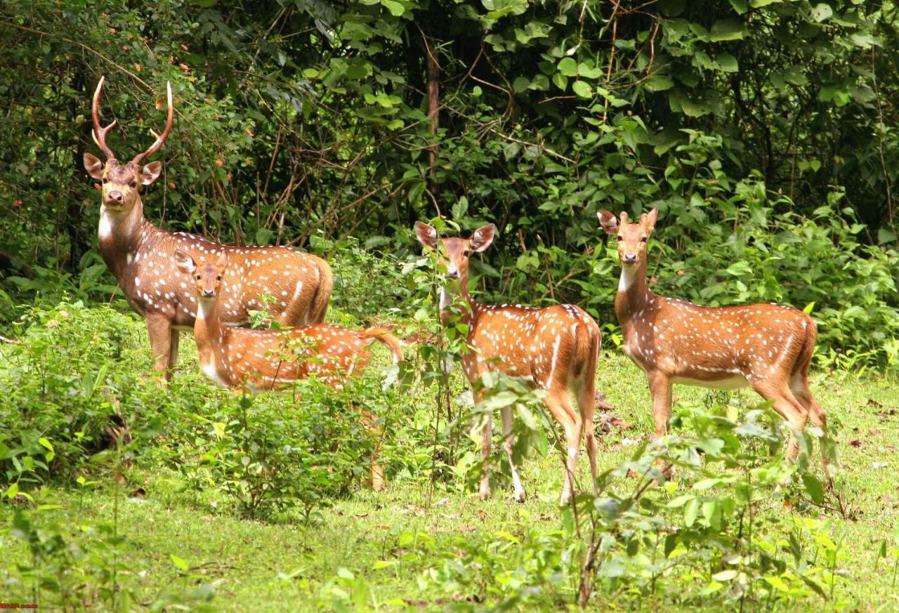 Hotel Rhinoceros-Homestay Sauraha Luaran gambar